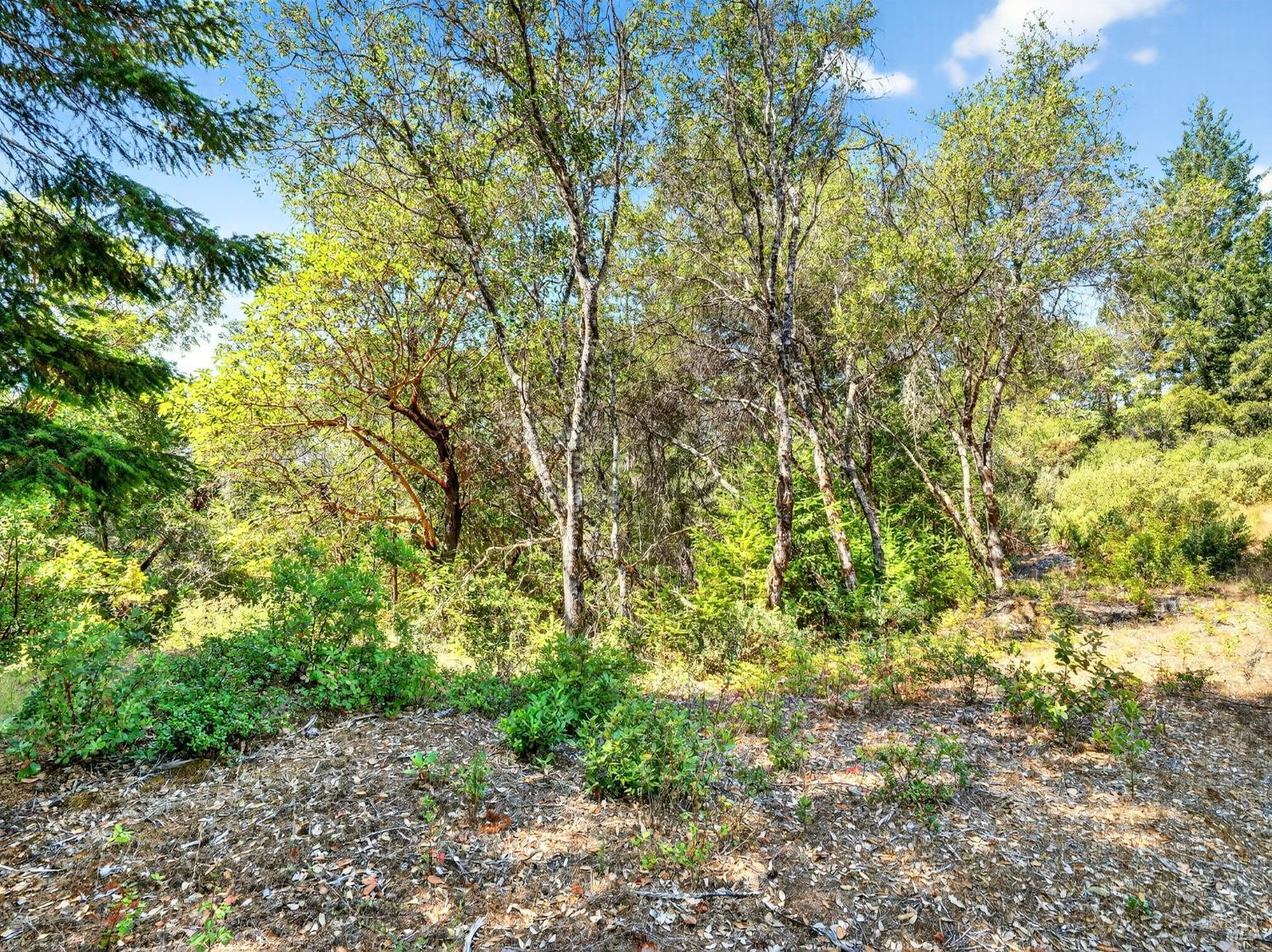 0 Moore Homestead Road Philo, CA 95466 - Photo 7 of 20 a view of a plants with large trees