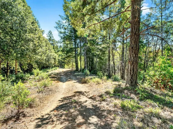 a view of a yard with plants and large trees