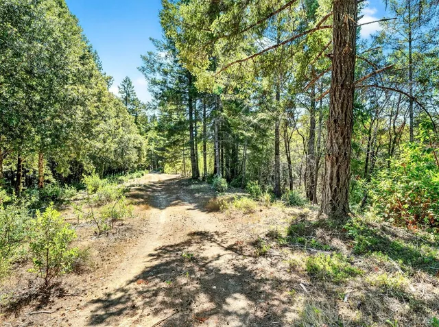 a view of a yard with plants and large trees