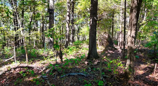 $230,000 | 0 Highway Coxburg Road, Holladay, TN 38341