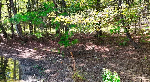 $230,000 | 0 Highway Coxburg Road, Holladay, TN 38341