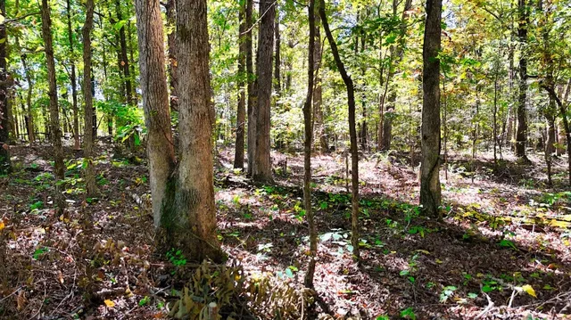 $230,000 | 0 Highway Coxburg Road, Holladay, TN 38341