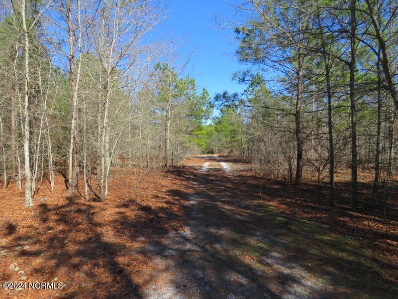 Tbd Tbd Canady Road Harrells, NC 28444 - Photo 12 of 24 IMG_7458