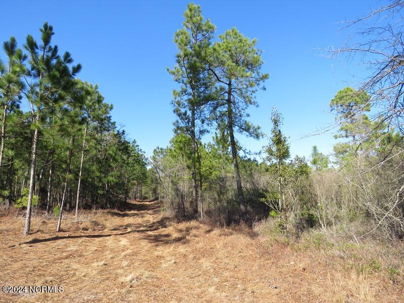 Tbd Tbd Canady Road Harrells, NC 28444 - Photo 20 of 24 IMG_7472