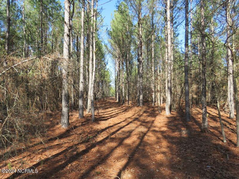 Tbd Tbd Canady Road Harrells, NC 28444 - Photo 21 of 24 IMG_7474