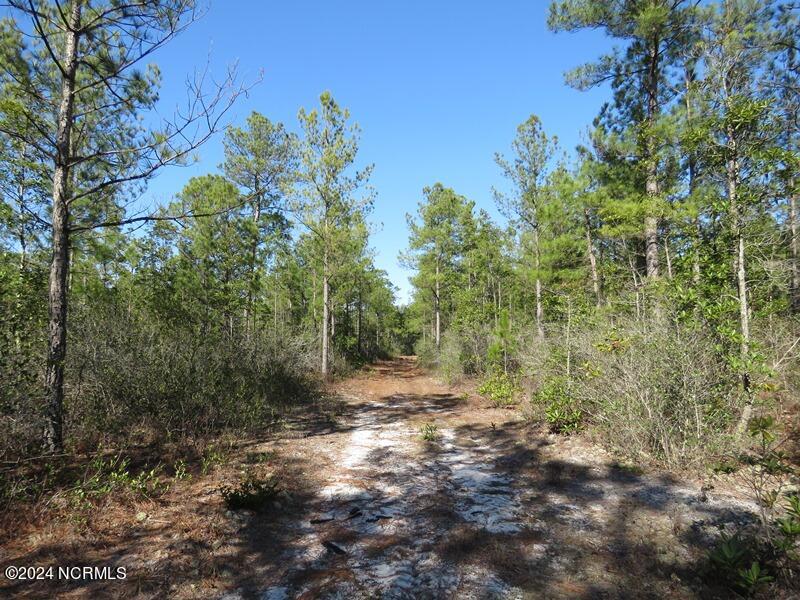 Tbd Tbd Canady Road Harrells, NC 28444 - Photo 22 of 24 IMG_7475