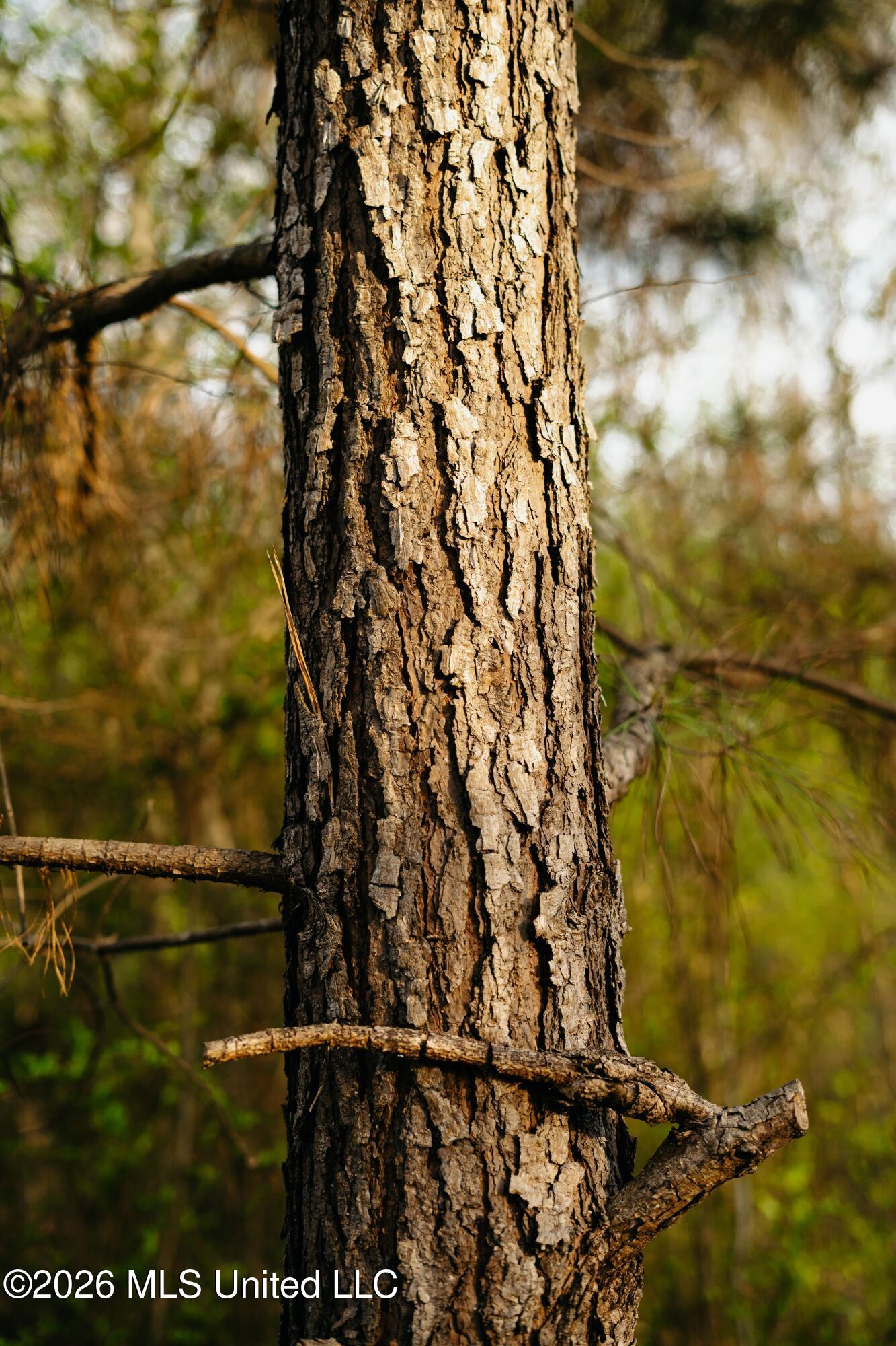 1844 Volley Campbell Road Terry, MS 39170 - Photo 30 of 81 DSC02437