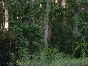 622 South Water Fork Road Greeneville, TN 37743 - Photo 2 of 4 Photo 2