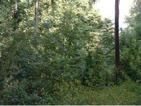 622 South Water Fork Road Greeneville, TN 37743 - Photo 4 of 4 Photo 4