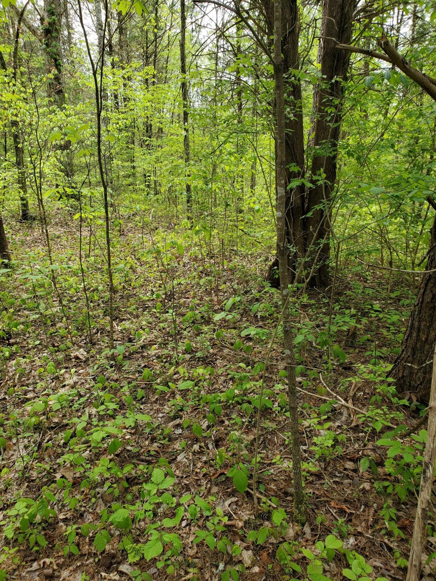 0 Ingle Hollow Road Sevierville, TN 37876 - Photo 9 of 22 Gallery Image 9