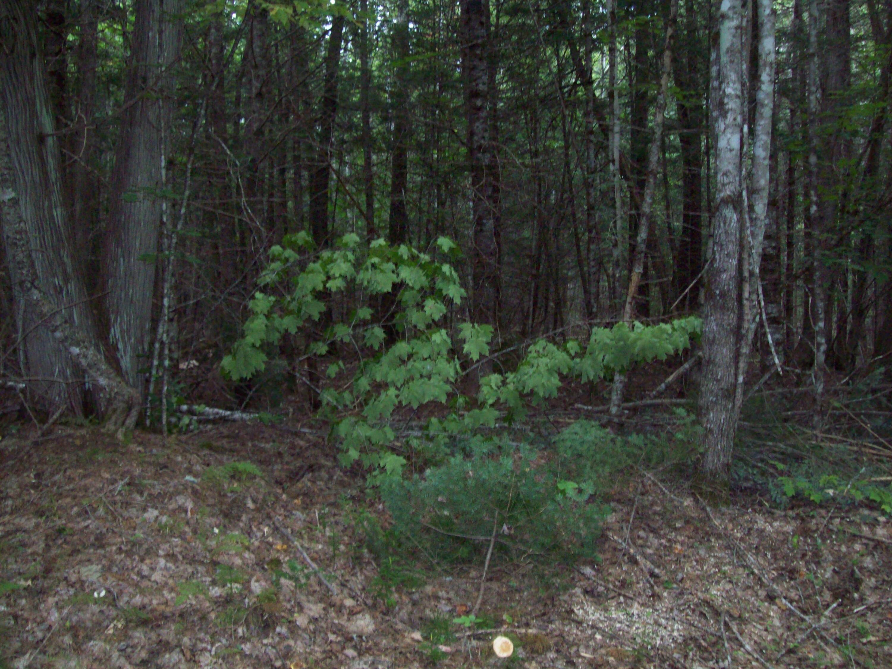Tbd Tbd Off Mallet's Mill Road Lee, ME 04455 - Photo 14 of 17 100_3573