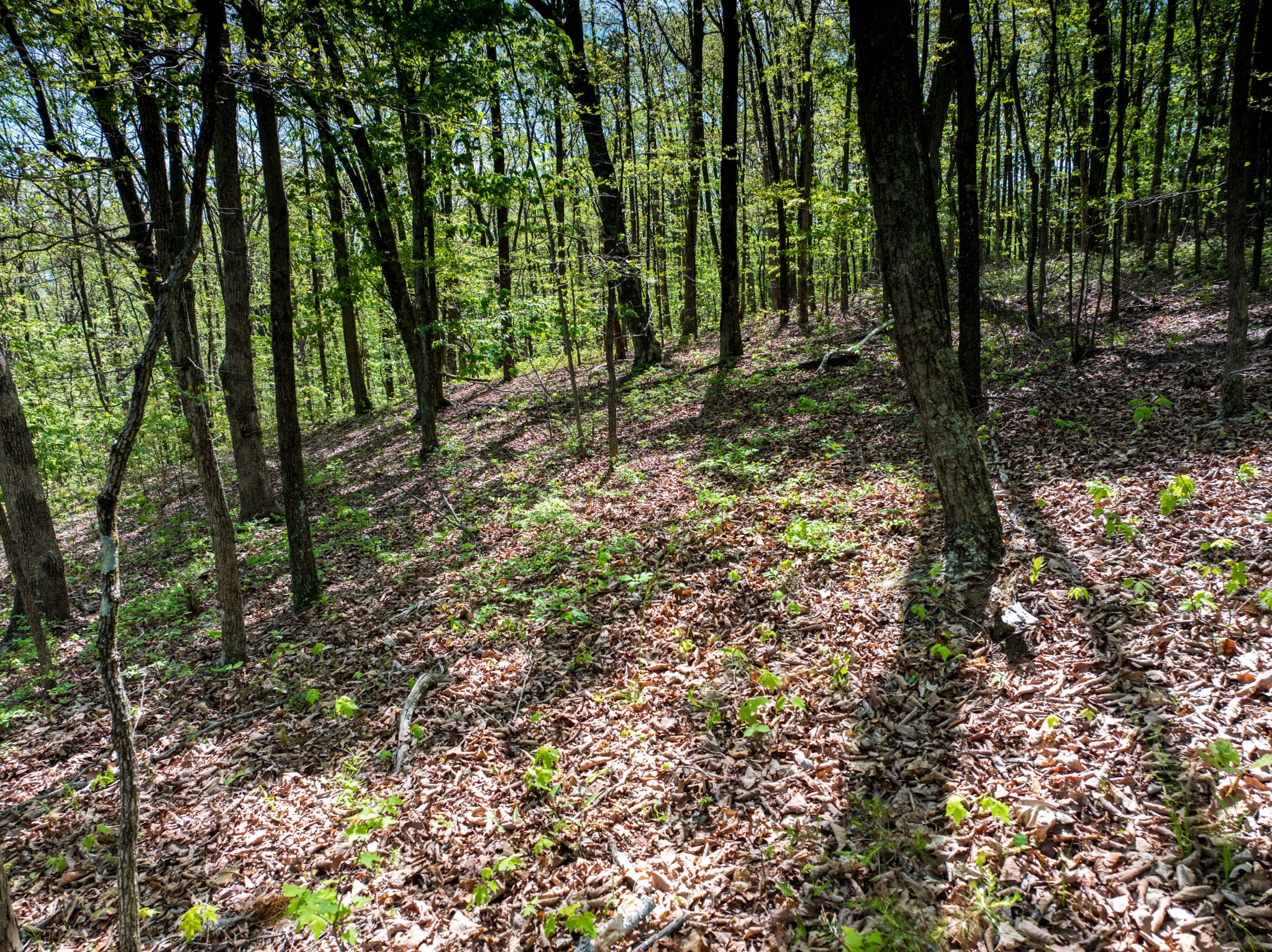 0 Sawyer Cemetery Road Signal Mountain, TN 37377 - Photo 30 of 38 Gallery Image 30