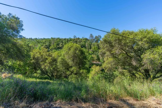 a view of a plants with a tree