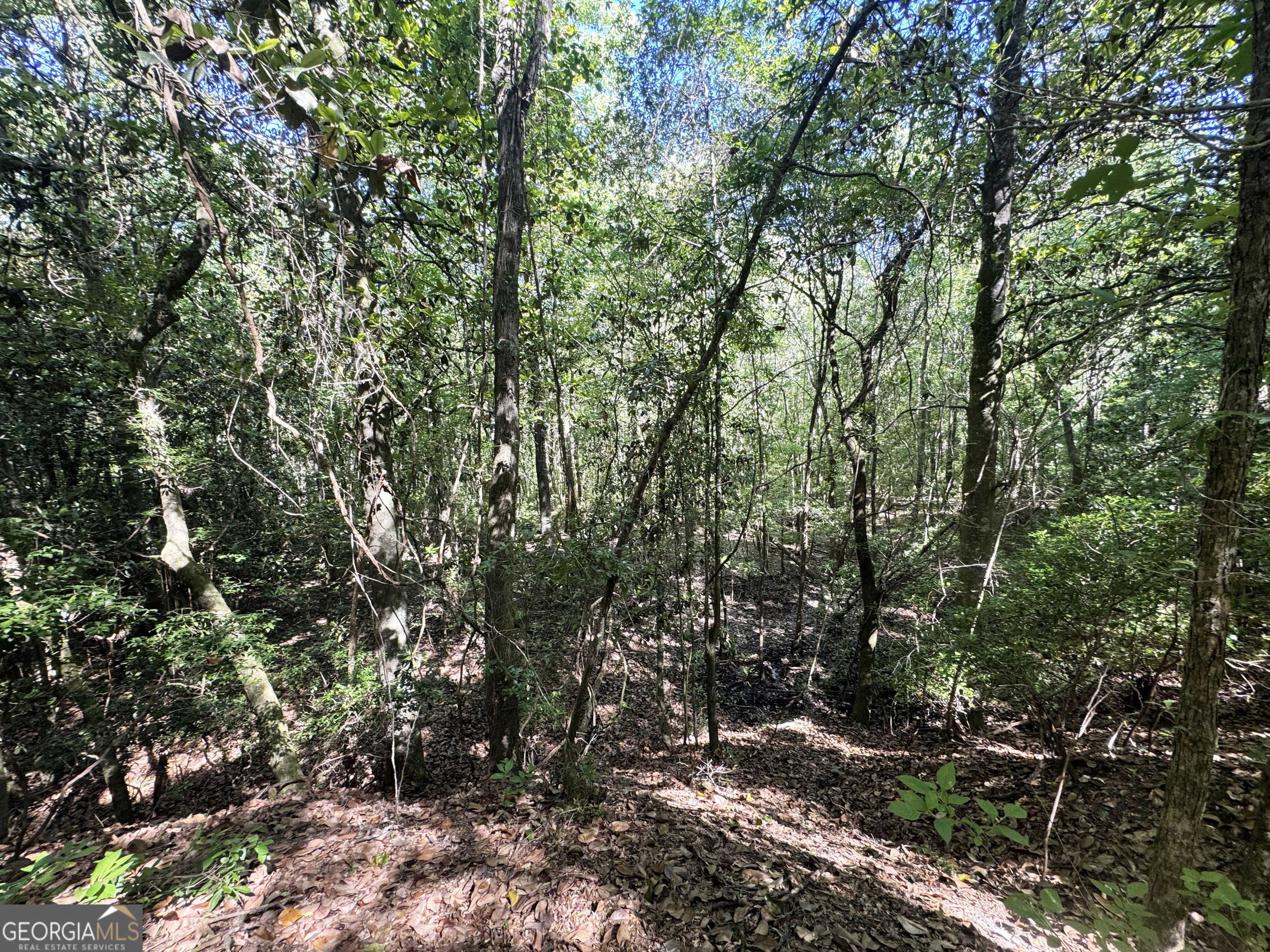 2415 Highway 82 Cuthbert, GA 39840 - Photo 22 of 25 a view of a tree