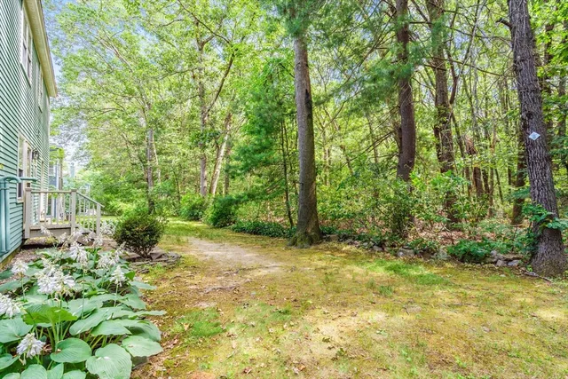 a view of a yard with plants and large trees