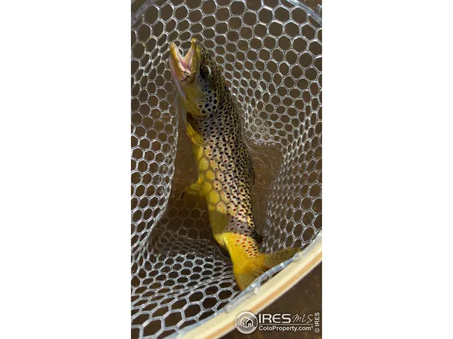 $499,000 | 6215 Mill Creek Road, Livermore, CO 80536