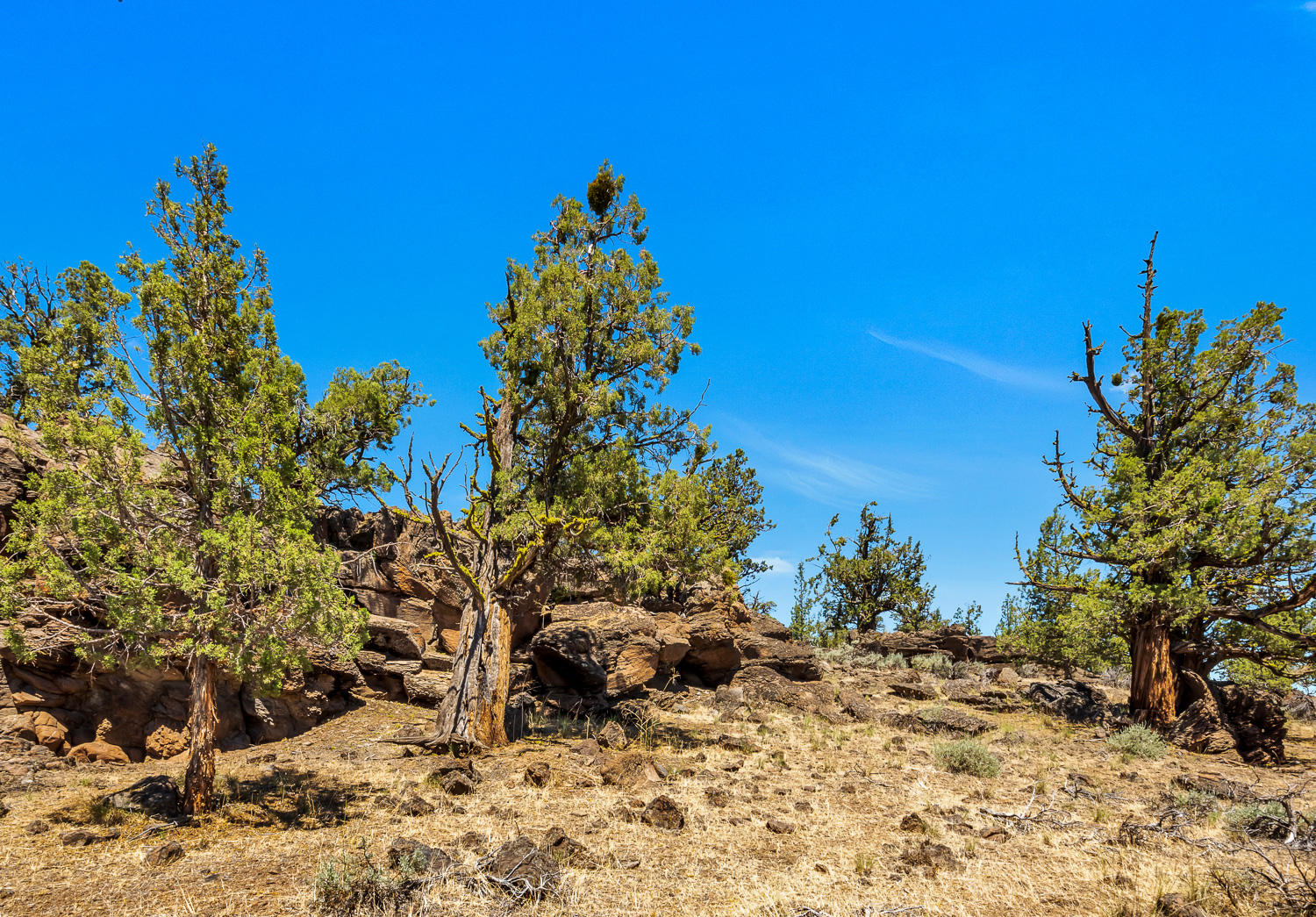 19310 Dayton Road Bend, OR 97703 - Photo 33 of 40 Ancient juniper trees stand as sentinels, encouraging you to admire their ruggedness and determination to survive the High Desert climate.