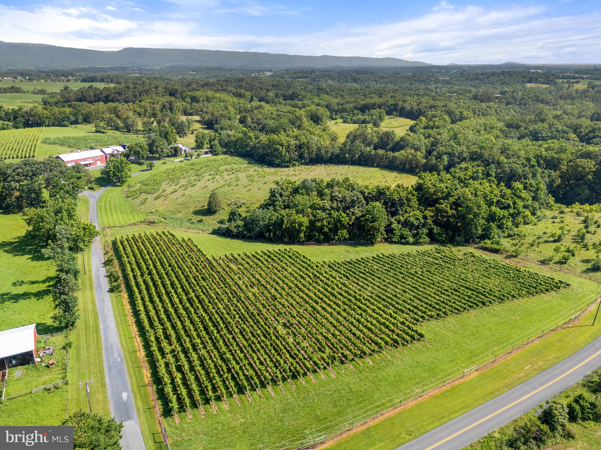 3659 South Ox Road Edinburg, VA 22824 - Photo 53 of 66 Discover the vineyard’s carefully crafted rows