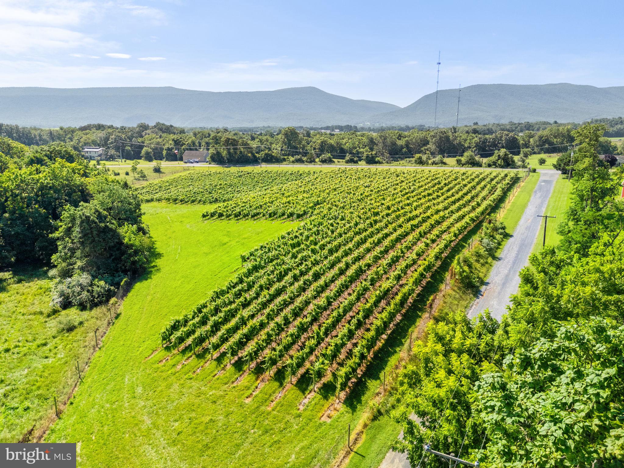 3659 South Ox Road Edinburg, VA 22824 - Photo 59 of 66 a view of a lush green forest with a mountain in the background
