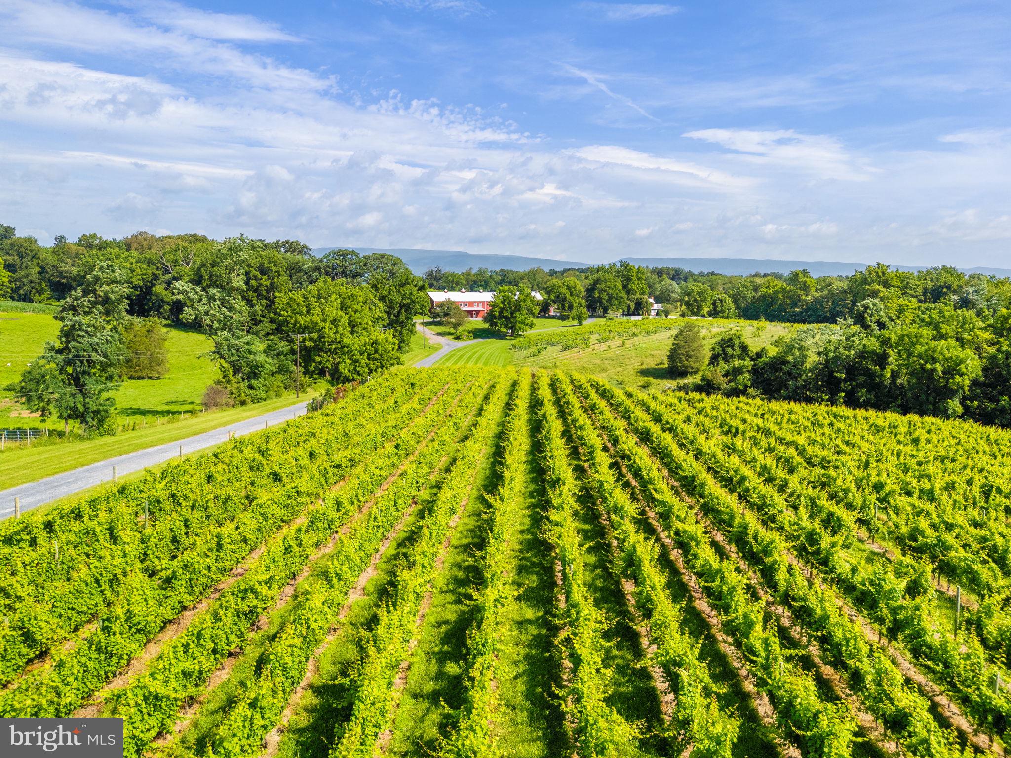 3659 South Ox Road Edinburg, VA 22824 - Photo 60 of 66 Soil management supports vine health below