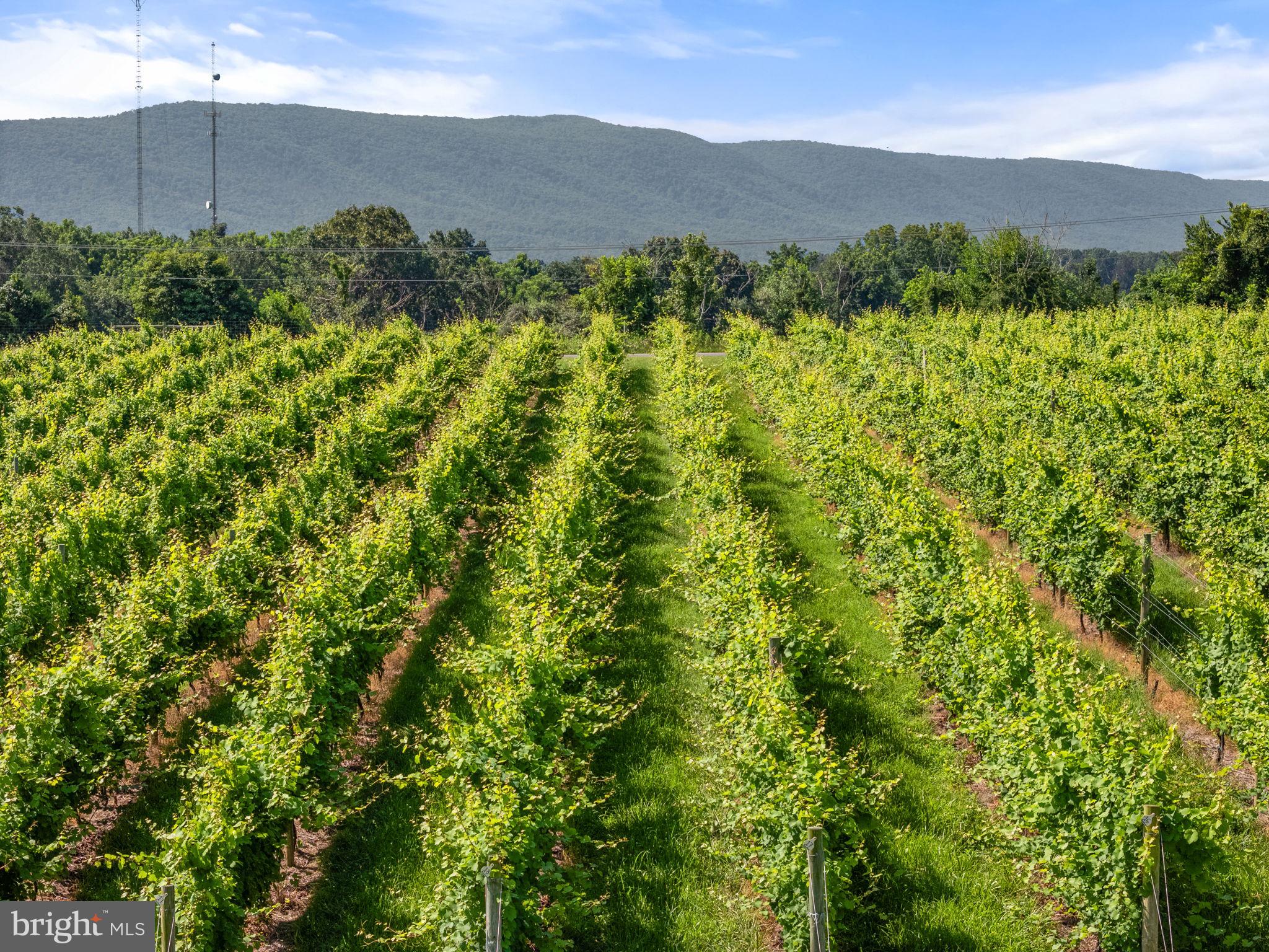 3659 South Ox Road Edinburg, VA 22824 - Photo 62 of 66 a view of a lush green hillside and a building