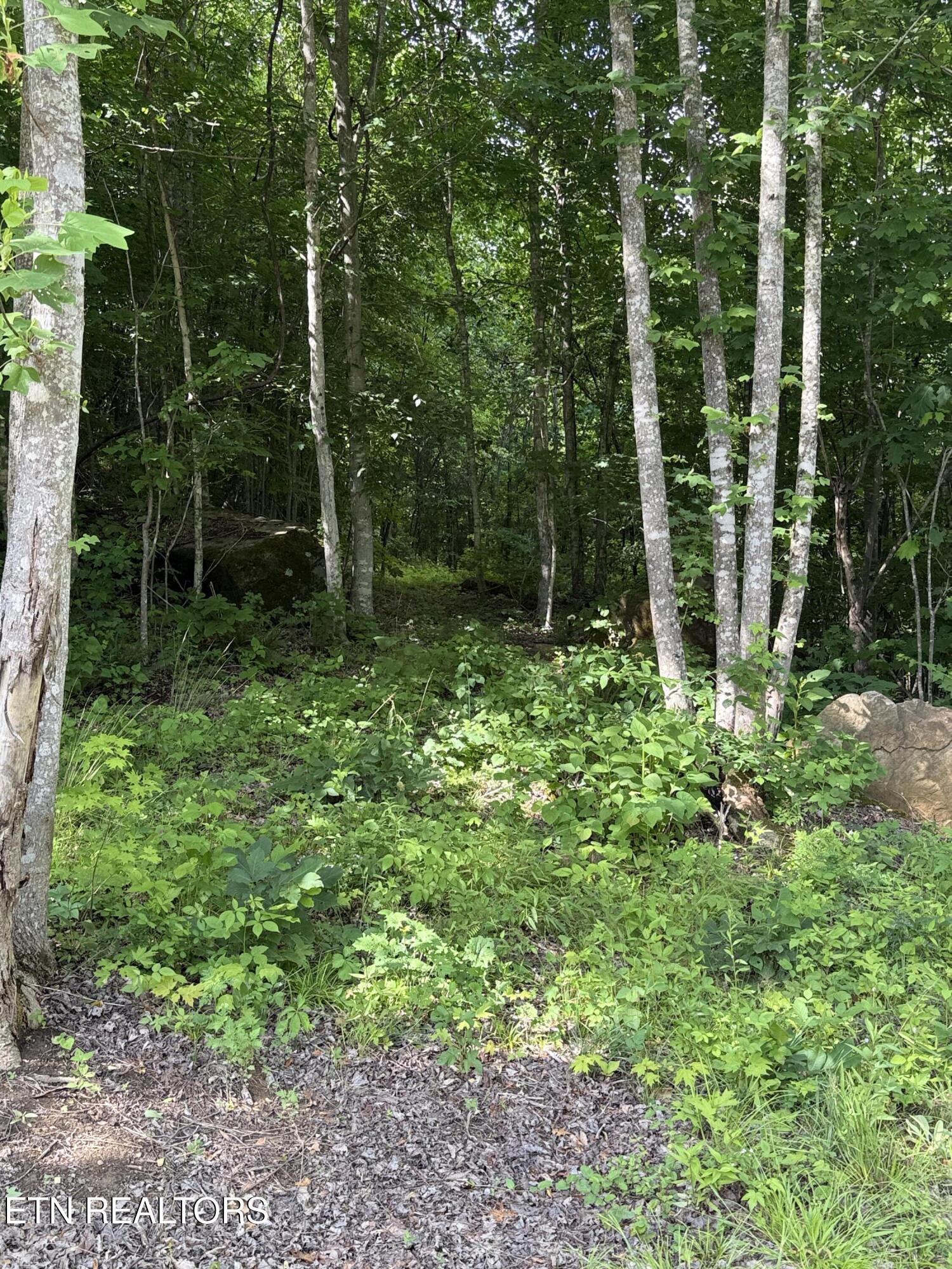 549 Defender Road La Follette, TN 37766 - Photo 30 of 42 Trail 4