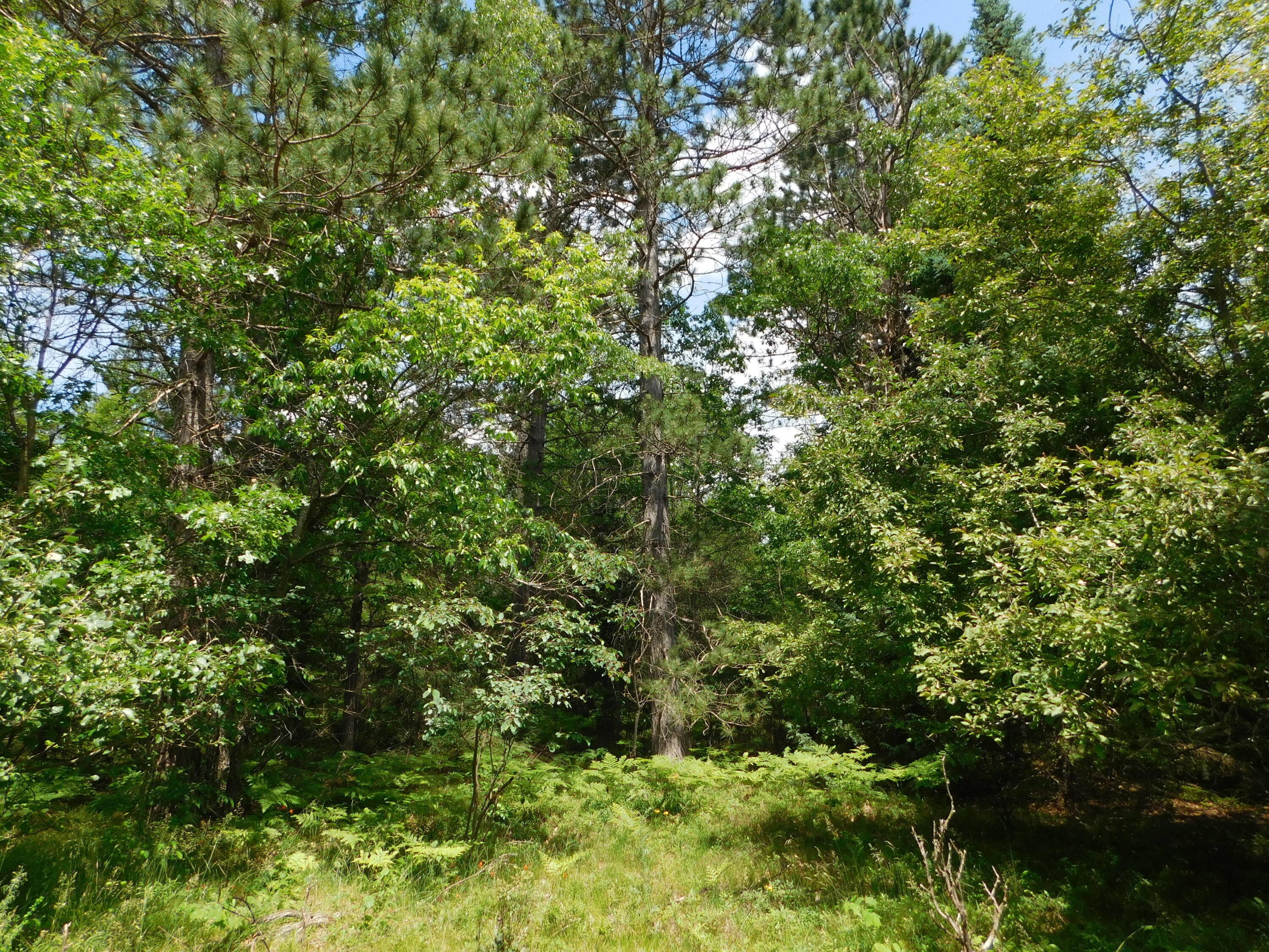 8727 South Oak Road Grayling, MI 49738 - Photo 30 of 40 Gallery Image 30