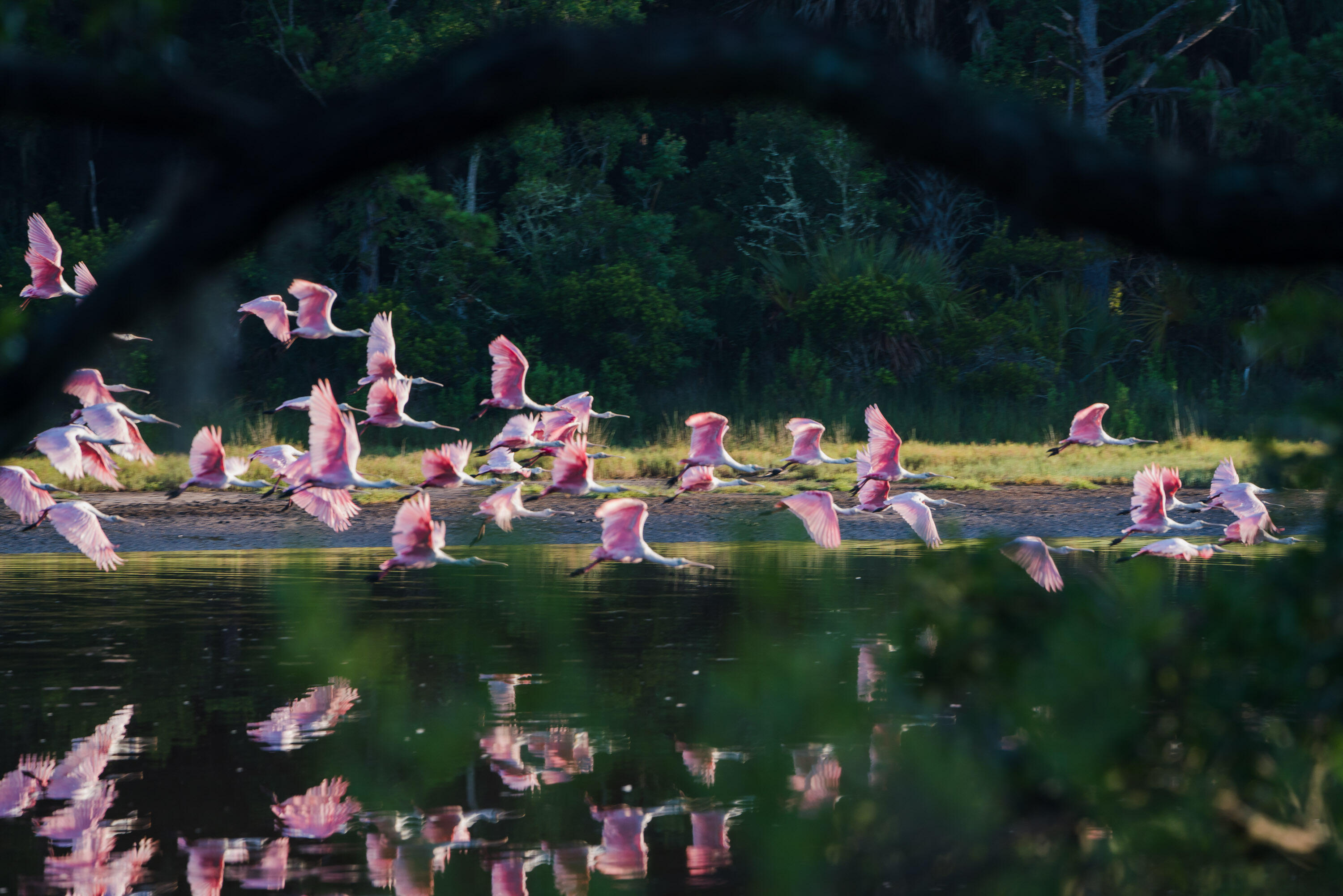 2566 Helmsman Road Johns Island, SC 29455 - Photo 61 of 64 dylan-schmitz_Spoonbills