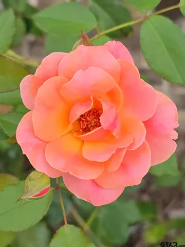 $369,000 | 803 Sunny Meadows, Whitehouse, TX 75791