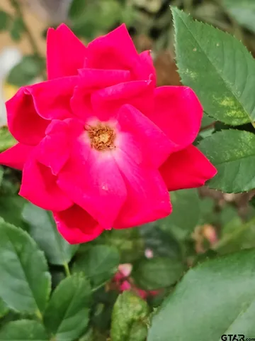 $369,000 | 803 Sunny Meadows, Whitehouse, TX 75791