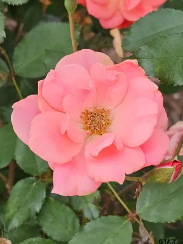 $369,000 | 803 Sunny Meadows, Whitehouse, TX 75791