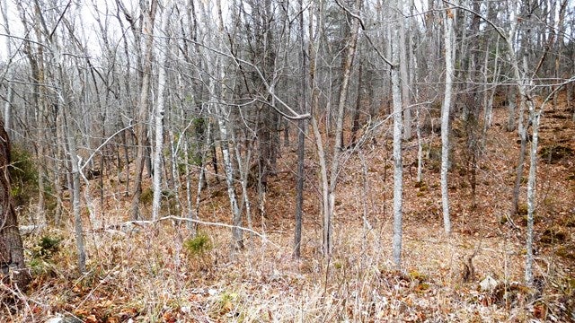 Tbd Pope Road, Unit 4 Ivanhoe, VA 24350 - Photo 1 of 4 Gallery Image 1