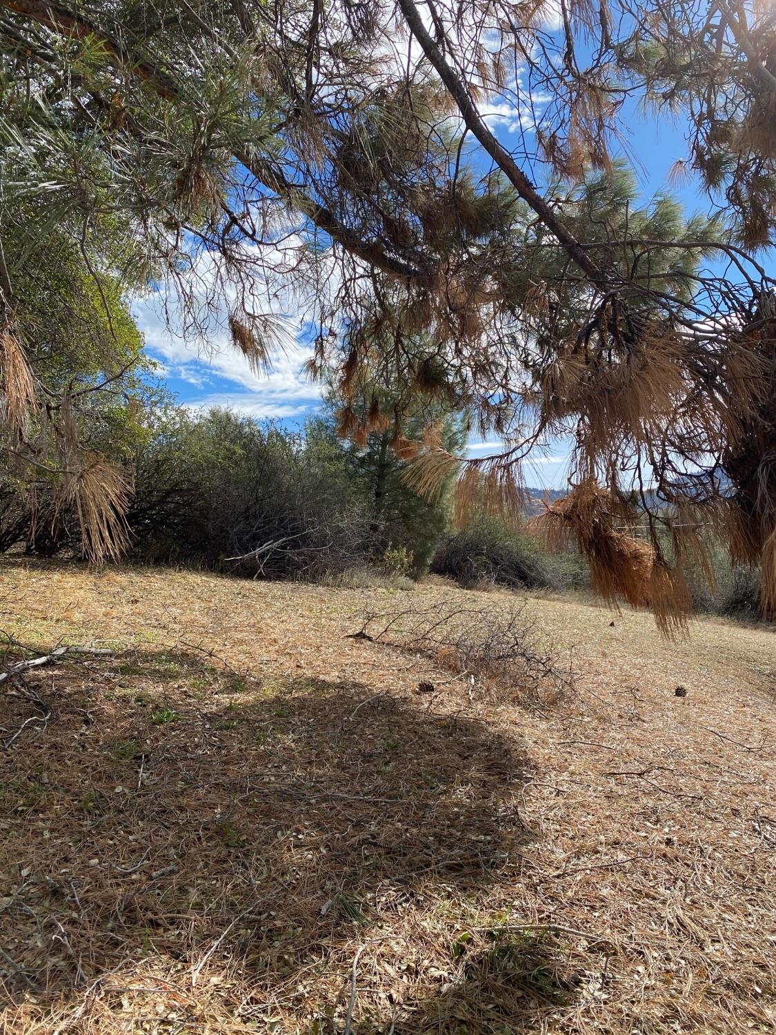 51651 Coyote Ridge Road Oakhurst, CA 93644 - Photo 24 of 47 Gallery Image 24