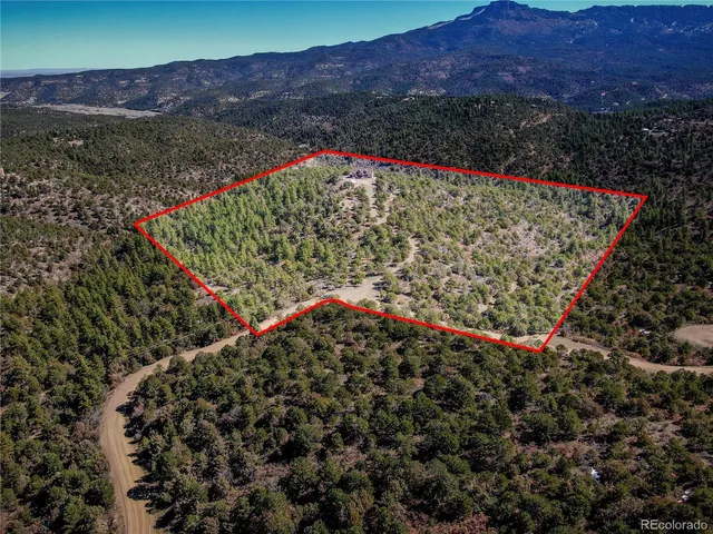 a view of a lush green forest