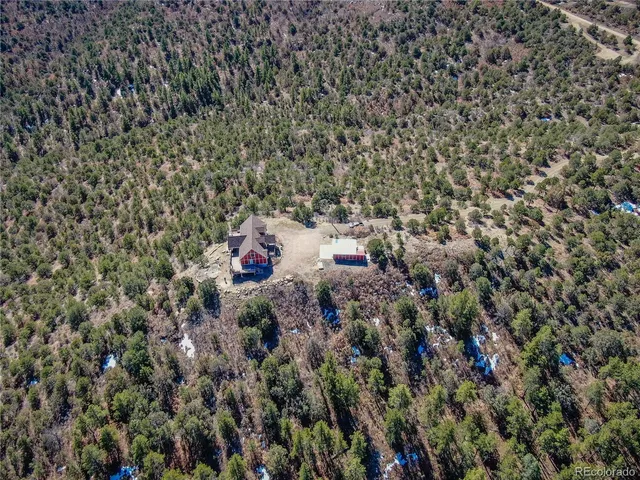 a close up of a plant in a yard