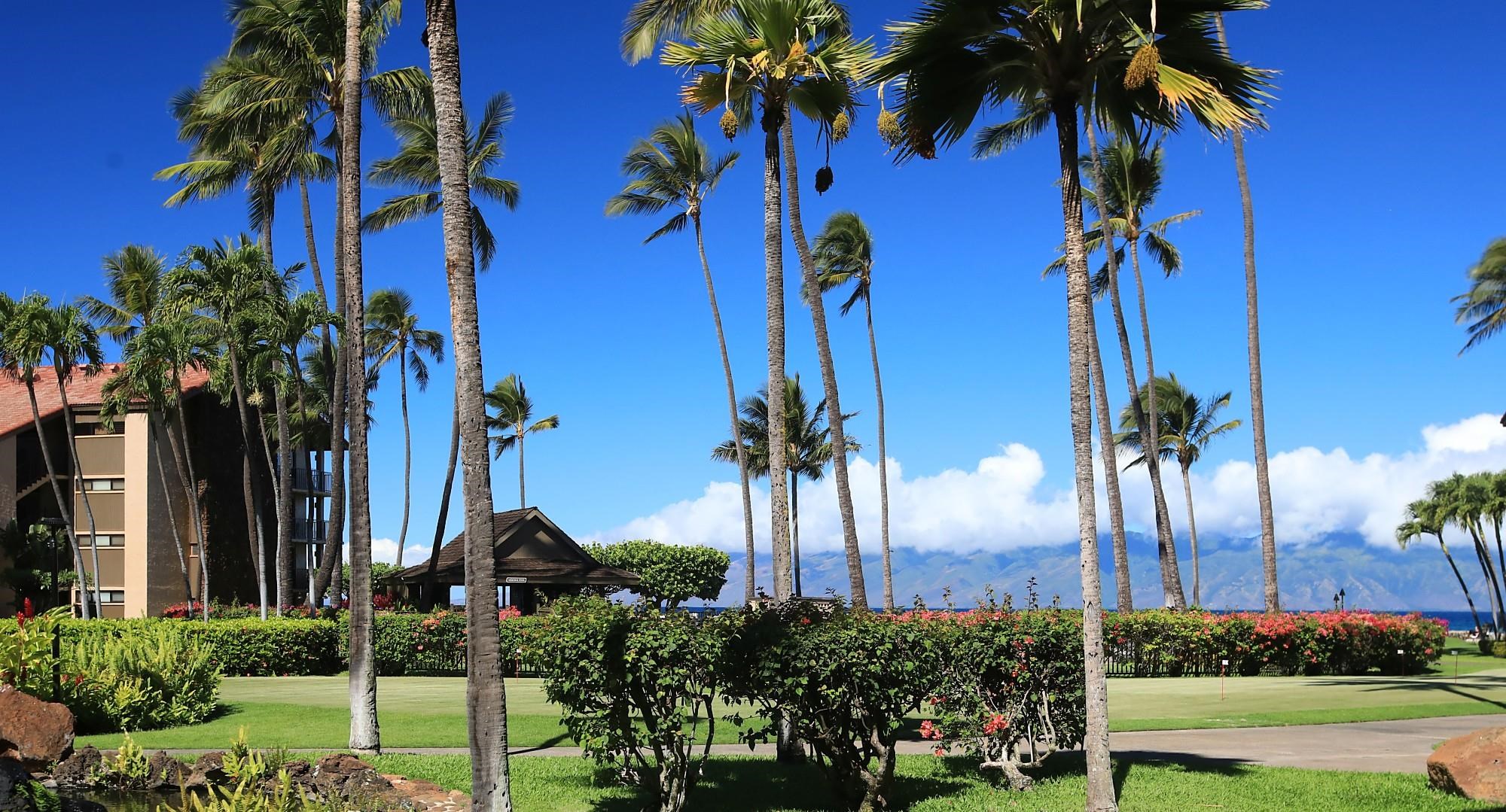3543 Lower Honoapiilani Road, Unit C107 Lahaina, HI 96761 - Photo 10 of 49 a view of a palm trees front of house with a yard