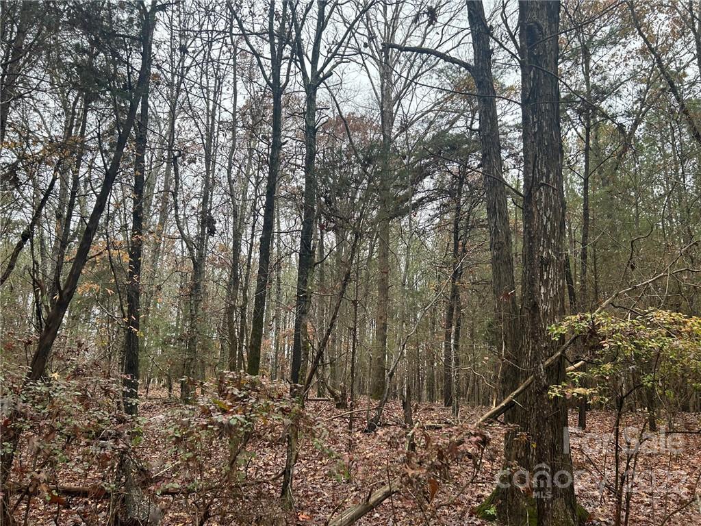 700-799 Armory Road Chester, SC 29706 - Photo 5 of 29 a view of a forest with trees in the background