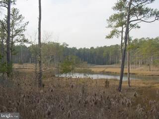 37 Saltgrass Road Ocean Pines, MD 21811 - Photo 3 of 4 a view of a forest filled with trees