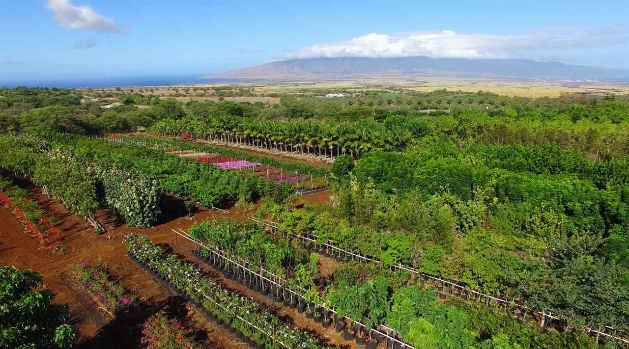 3361 Omaopio Road Kula, HI 96790 - Photo 4 of 5 a view of a city with lush green forest
