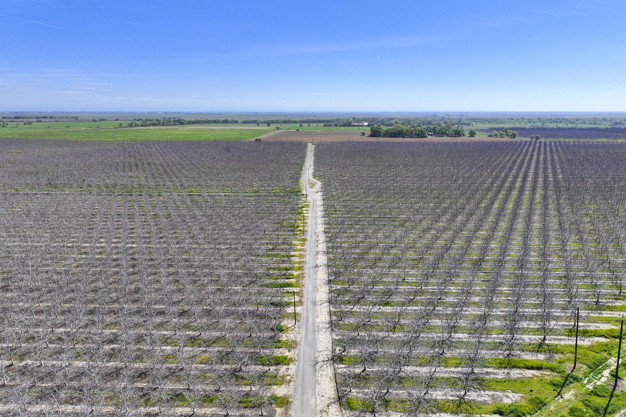 6375 Vernon Road Nicolaus, CA 95659 - Photo 6 of 12 2024-04-02-Schuil-Farms-For-Sale-367-Ac-