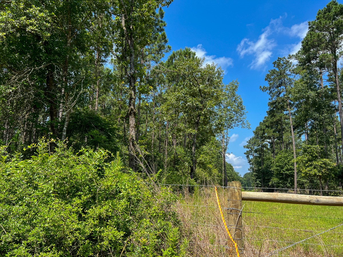 2 Fodice 2 Road Lovelady, TX 75851 - Photo 5 of 12