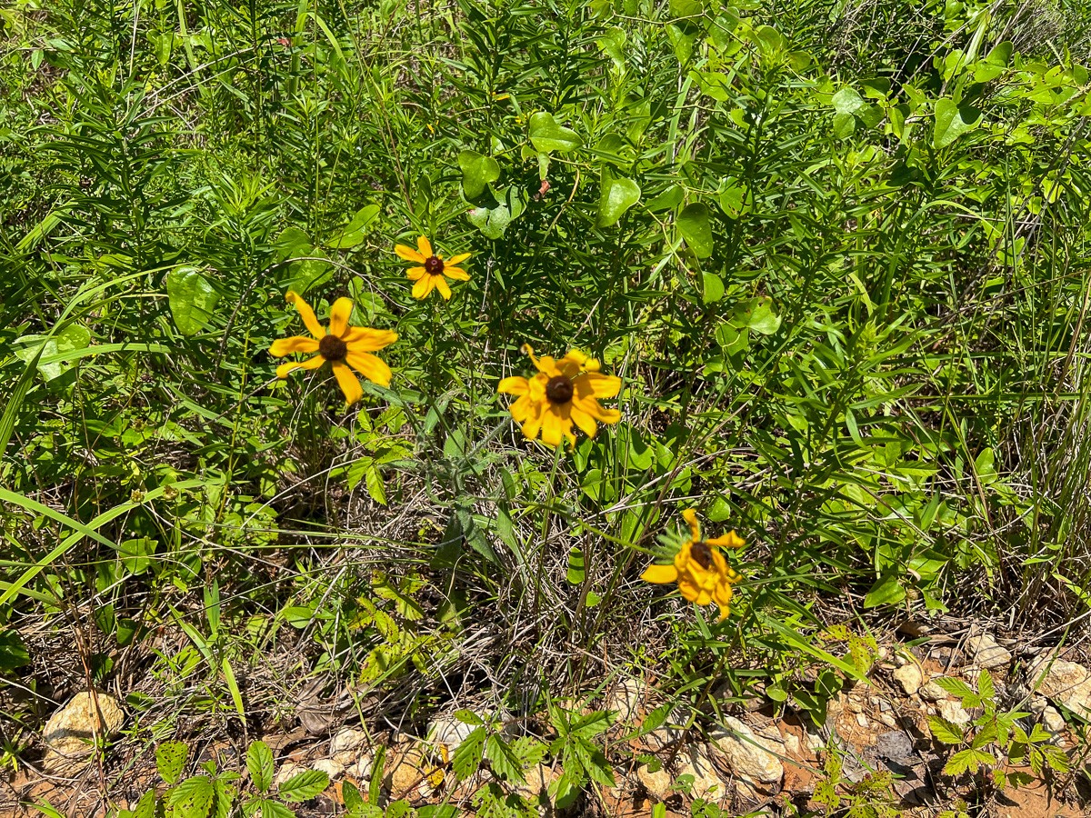 2 Fodice 2 Road Lovelady, TX 75851 - Photo 8 of 12