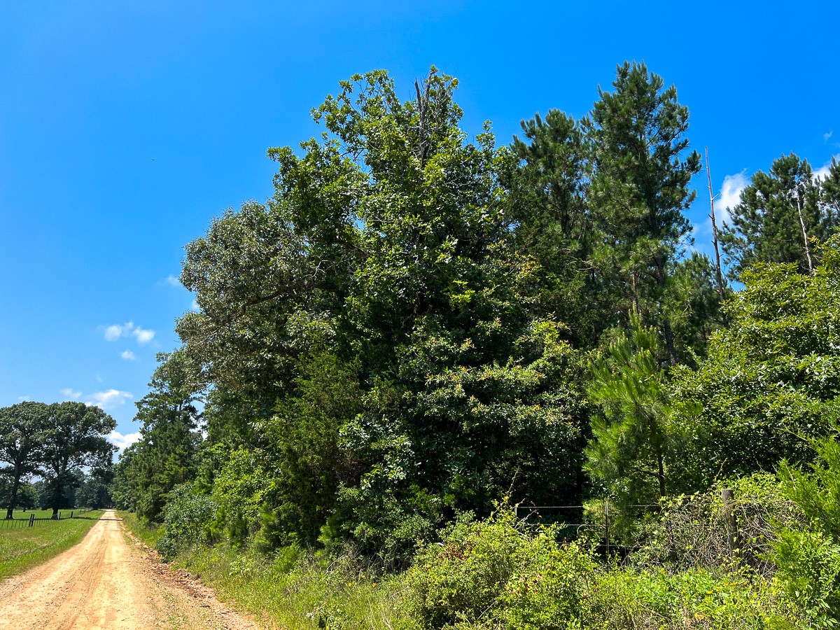 2 Fodice 2 Road Lovelady, TX 75851 - Photo 10 of 12