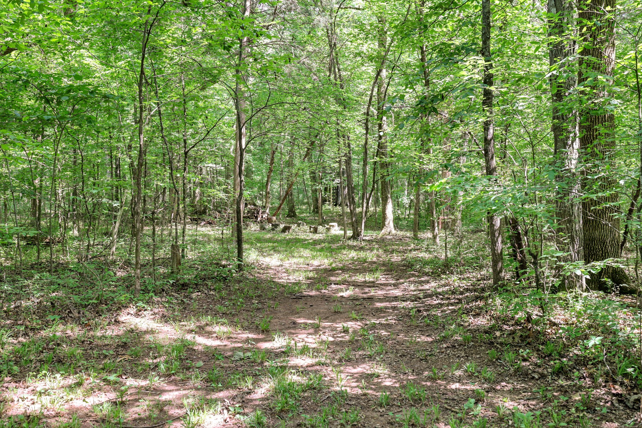 7797 Murfreesboro Road Lebanon, TN 37090 - Photo 51 of 57 a big yard with lots of green space and trees