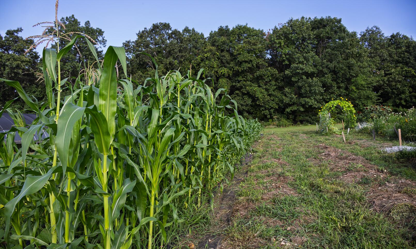 7 Route Ava, MO 65608 - Photo 82 of 111 Garden