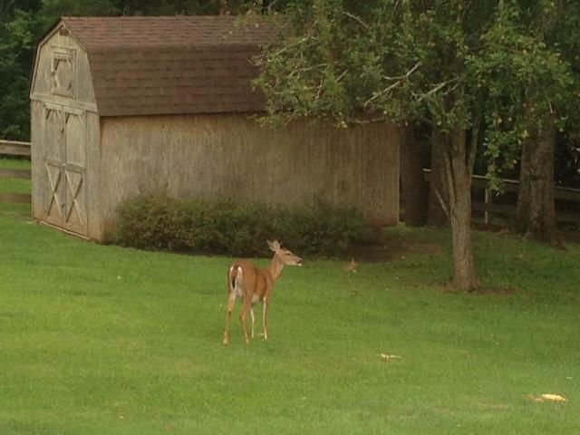 4517 Chandler Road Hermitage, TN 37076 - Photo 2 of 20 "Your new neighbors" - deer, wild turkey and rabbits.
