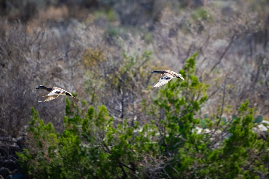 0 Northwest Pandale-langtry Co Road Ozona, TX 76943 - Photo 18 of 35