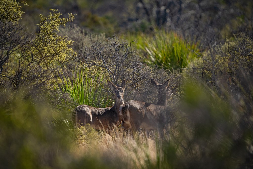 0 Northwest Pandale-langtry Co Road Ozona, TX 76943 - Photo 21 of 35