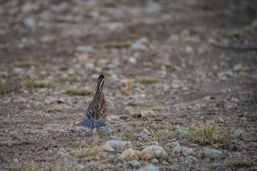 0 Northwest Pandale-langtry Co Road Ozona, TX 76943 - Photo 23 of 35