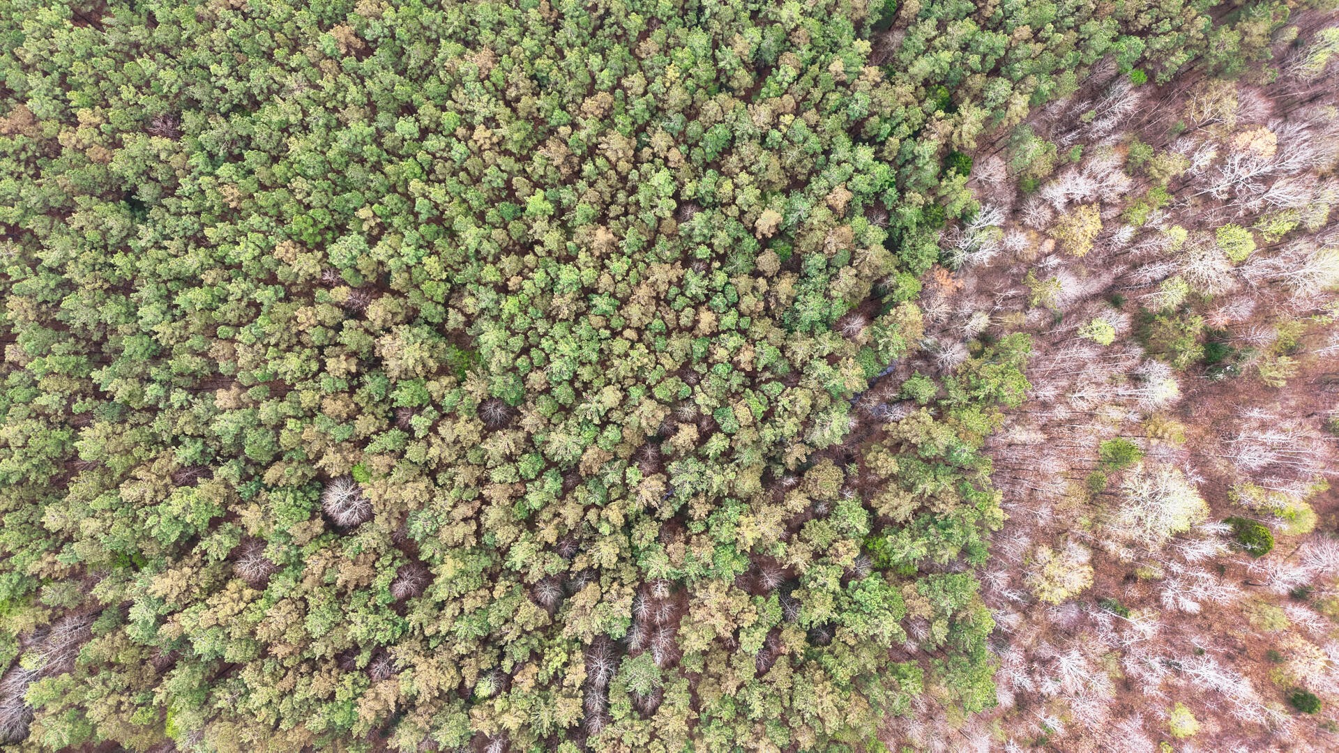 2025 Williams Grove Road Camden, TN 38320 - Photo 4 of 12